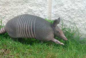 armadillo