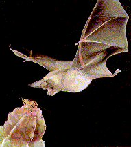 bat