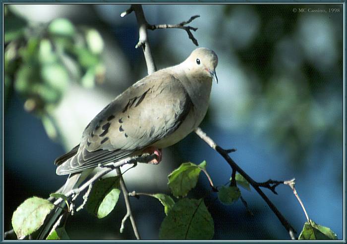 dove