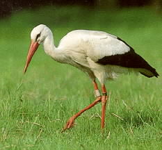 stork