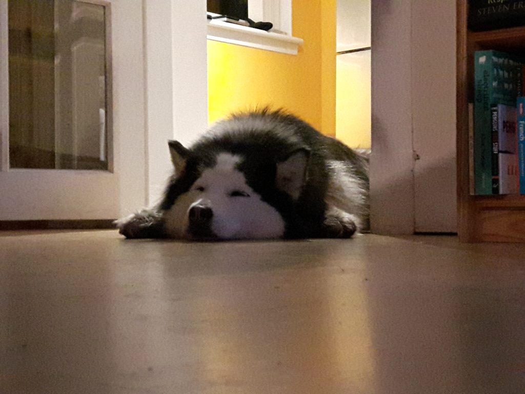 a husky sleeping in a doorway